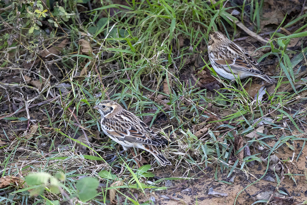 Lapland Longspur